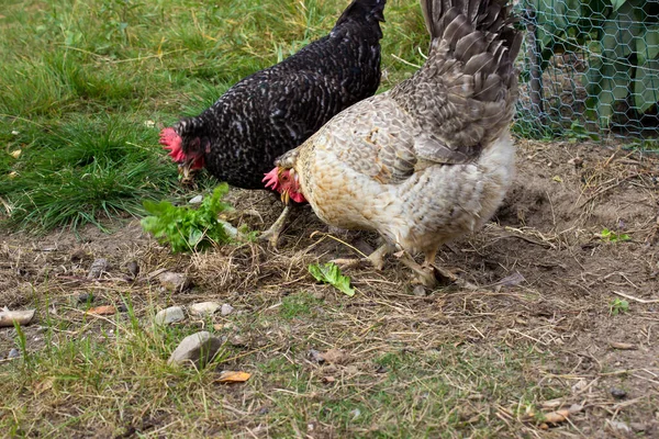 Κοτόπουλα Που Τρώνε Σαλάτα Έξω — Φωτογραφία Αρχείου