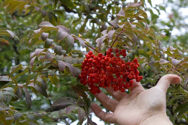 Close Hand Picking Rowan Berries Tree — Stock Photo, Image