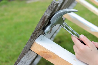 Elle tutulan tepside kurumuş elmalar var. 