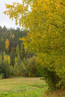 Sonbaharda huş ağacı