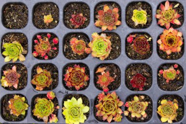 Sedum bitkileri tohum tepsisinde