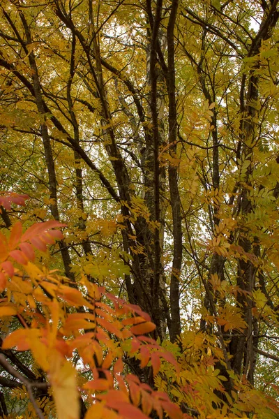 Φθινοπωρινά Χρωματιστά Φύλλα Στο Δάσος — Φωτογραφία Αρχείου