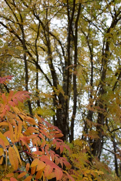 Birch Πηγάζει Στο Δάσος Φθινόπωρο Χρωματιστά Φύλλα Γύρω Από Αυτό — Φωτογραφία Αρχείου