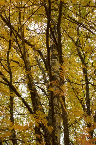 Birch Πηγάζει Στο Δάσος Χρώματα Του Φθινοπώρου — Φωτογραφία Αρχείου