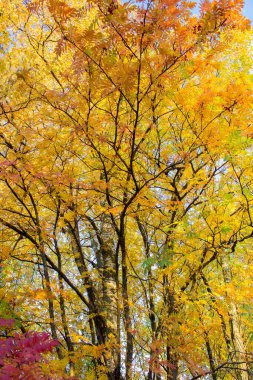 Birch ve Rowan ağaçları sonbaharda sarıya ve turuncuya dönüşür.