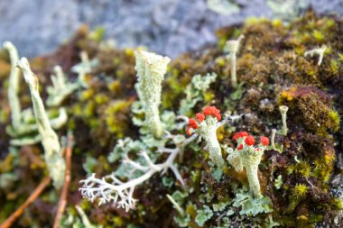 Lichen kayalarda büyüyor.