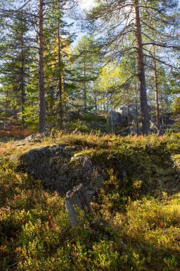 Kaya ve çamlı orman manzarası