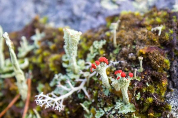 Lichen生长在森林里 — 图库照片