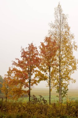 Arka planda sis olan sonbahar renkli ağaçlar