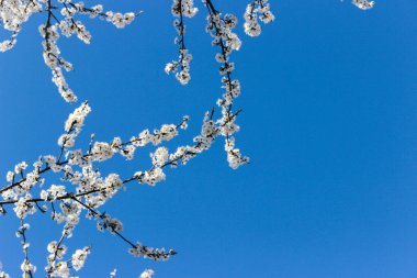 Baharda beyaz çiçekli dallar