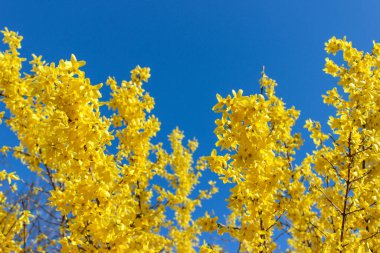 Mavi gökyüzüne karşı sarı forsythia