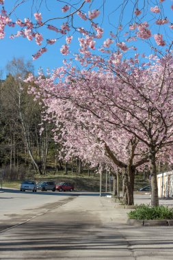 Yol boyunca kiraz ağaçları