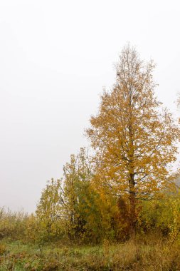 Arka planda sis olan sonbahar renkli huş ağacı