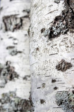 Siyah benekli beyaz huş ağacına yakın çekim
