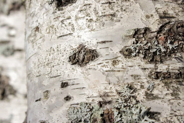 Detailní Záběr Bílý Břízový Stonek Černými Skvrnami — Stock fotografie