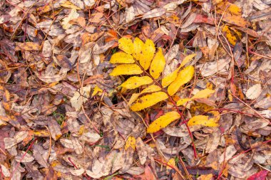 Sarı kürek yaprağına yakın çekim 