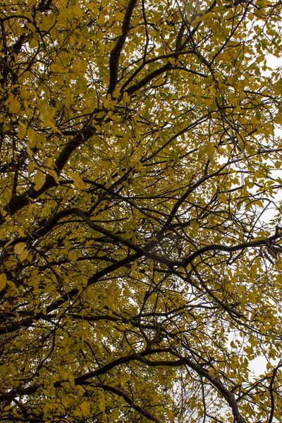 Чёрные Ветви Жёлтые Листья — стоковое фото