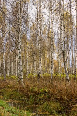 Huş ağaçları sonbahar renklerinde birlikte büyür.