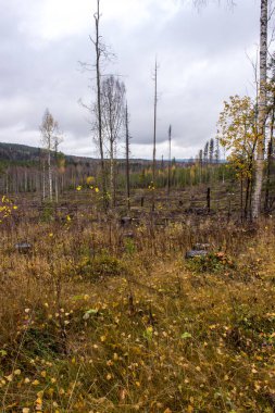 Renkli ağaçlarla kaplı dağ manzarası