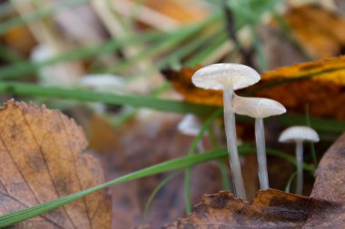 Ormanda küçük mantarlar