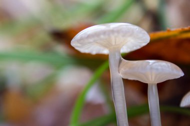 Beyaz mantarlar yosunlarda