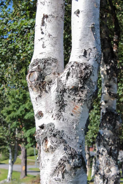 Fechar Árvore Vidoeiro — Fotografia de Stock