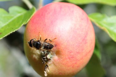 Bir elmanın üzerinde oturan eşek arısı