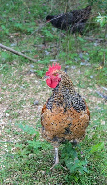 Rooster Standing Pasture — Stock Photo, Image