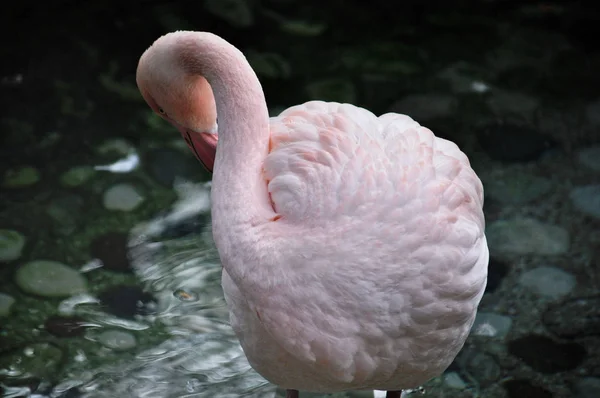 Pink Flamingo Verbergt Zijn Hoofd — Stockfoto