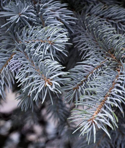 Branches Épinette Bleue Dans Nature Close — Photo