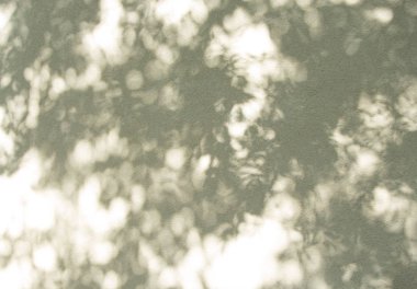 kaba bir duvarda yapraklardan gölge