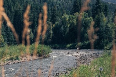 Yeşil ormanlar ve üstüne kar ile Colorado dağlarına güzel manzara görünümü, dağ nehri. Aspen'de küçük bir köy.
