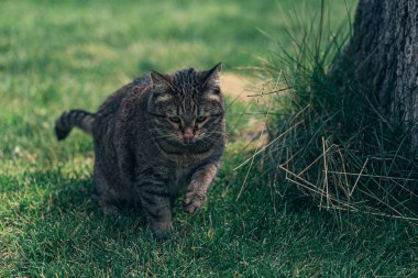 Kürklü kahverengi ve gri pisi evin yakınındaki bahçede yürüyor.