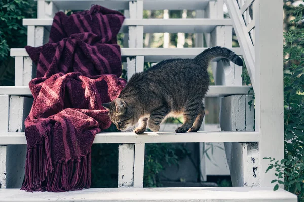 Harige bruine en grijze Kitty loopt in de tuin in de buurt van het huis. — Stockfoto