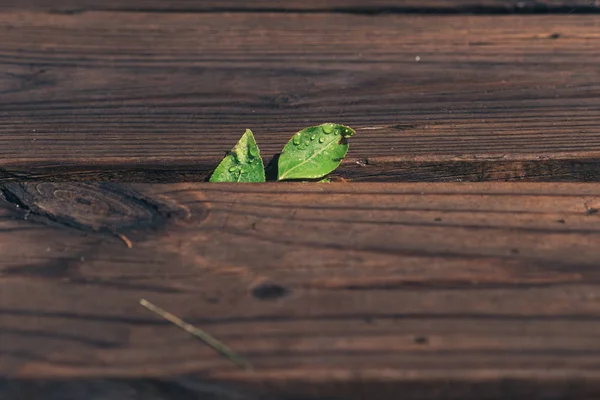 Kleine twee groene bladeren tussen de houten trappen — Stockfoto