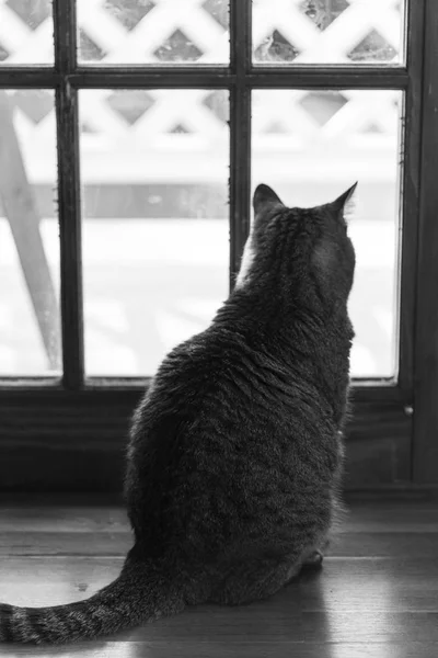 Пушистый коричневый и серый котенок отдыхает дома. Черно-белое изображение . — стоковое фото