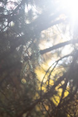 Eylül ayında Sonbahar yeşillik sezonunda Aspen güzel dağlar. Colorado eyaletinin dağlarında renkli ağaçlar.