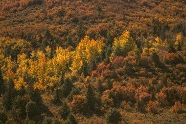 Eylül ayında Sonbahar yeşillik sezonunda Aspen güzel dağlar. Colorado eyaletinin dağlarında renkli ağaçlar.
