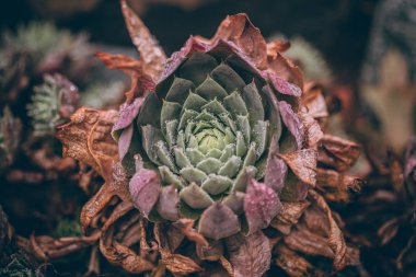 Güzel sonbahar yaprakları ve yağmur sonrası su damlaları. Muhteşem sonbahar renkleri. Bulanık makro yapraklar. Renkli sonbahar yapraklarına düşen yağmur damlalarıyla örümcek ağı yakın plan.