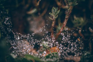 Güzel sonbahar yaprakları ve yağmur sonrası su damlaları. Muhteşem sonbahar renkleri. Bulanık makro yapraklar. Renkli sonbahar yapraklarına düşen yağmur damlalarıyla örümcek ağı yakın plan.