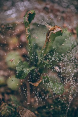 Güzel sonbahar yaprakları ve yağmur sonrası su damlaları. Muhteşem sonbahar renkleri. Bulanık makro yapraklar. Renkli sonbahar yapraklarına düşen yağmur damlalarıyla örümcek ağı yakın plan.