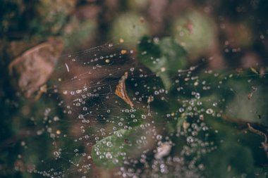Güzel sonbahar yaprakları ve yağmur sonrası su damlaları. Muhteşem sonbahar renkleri. Bulanık makro yapraklar. Renkli sonbahar yapraklarına düşen yağmur damlalarıyla örümcek ağı yakın plan.