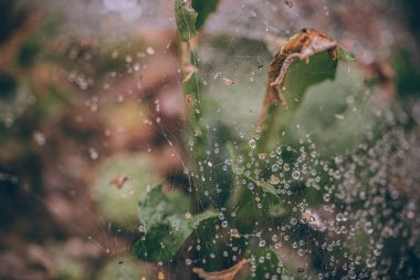Güzel sonbahar yaprakları ve yağmur sonrası su damlaları. Muhteşem sonbahar renkleri. Bulanık makro yapraklar. Renkli sonbahar yapraklarına düşen yağmur damlalarıyla örümcek ağı yakın plan.