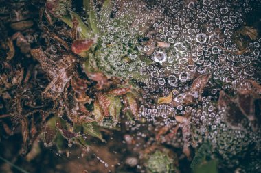 Güzel sonbahar yaprakları ve yağmur sonrası su damlaları. Muhteşem sonbahar renkleri. Bulanık makro yapraklar. Renkli sonbahar yapraklarına düşen yağmur damlalarıyla örümcek ağı yakın plan.