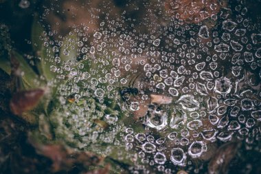 Güzel sonbahar yaprakları ve yağmur sonrası su damlaları. Muhteşem sonbahar renkleri. Bulanık makro yapraklar. Renkli sonbahar yapraklarına düşen yağmur damlalarıyla örümcek ağı yakın plan.