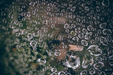 Güzel sonbahar yaprakları ve yağmur sonrası su damlaları. Muhteşem sonbahar renkleri. Bulanık makro yapraklar. Renkli sonbahar yapraklarına düşen yağmur damlalarıyla örümcek ağı yakın plan.