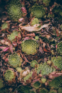 Güzel sonbahar yaprakları ve yağmur sonrası su damlaları. Muhteşem sonbahar renkleri. Bulanık makro yapraklar. Renkli sonbahar yapraklarına düşen yağmur damlalarıyla örümcek ağı yakın plan.