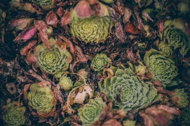 Güzel sonbahar yaprakları ve yağmur sonrası su damlaları. Muhteşem sonbahar renkleri. Bulanık makro yapraklar. Renkli sonbahar yapraklarına düşen yağmur damlalarıyla örümcek ağı yakın plan.