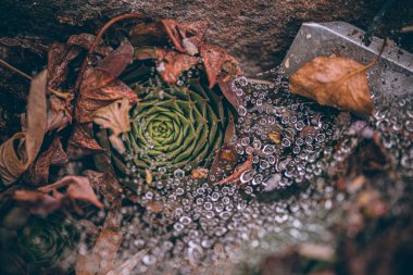 Güzel sonbahar yaprakları ve yağmur sonrası su damlaları. Muhteşem sonbahar renkleri. Bulanık makro yapraklar. Renkli sonbahar yapraklarına düşen yağmur damlalarıyla örümcek ağı yakın plan.