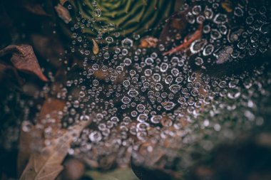 Güzel sonbahar yaprakları ve yağmur sonrası su damlaları. Muhteşem sonbahar renkleri. Bulanık makro yapraklar. Renkli sonbahar yapraklarına düşen yağmur damlalarıyla örümcek ağı yakın plan.